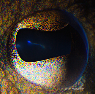 Illustration for article titled The eyes of animals look a lot like alien worlds